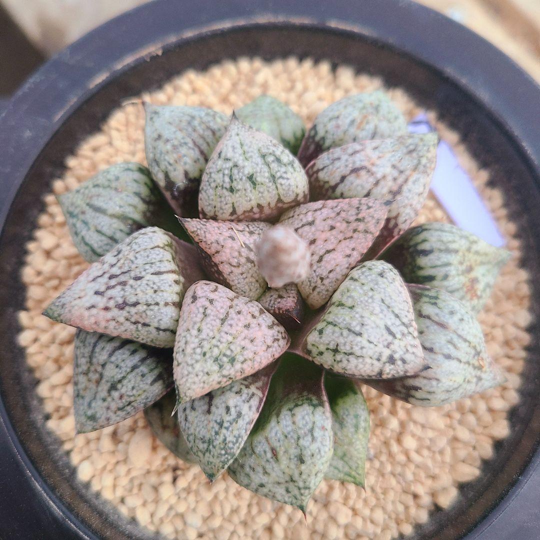 レッドブーツ 実生レッド系 確認用