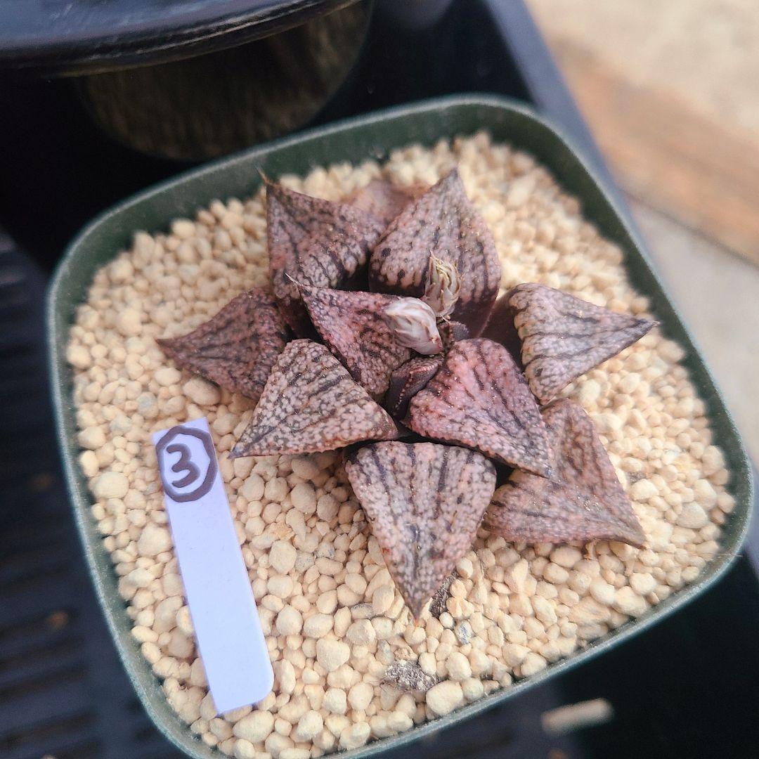 レッドブーツ 実生レッド系 確認用