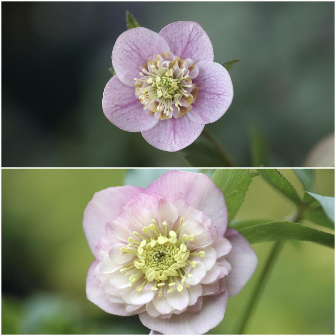 Y⭐︎M クリスマスローズ 苗 セット