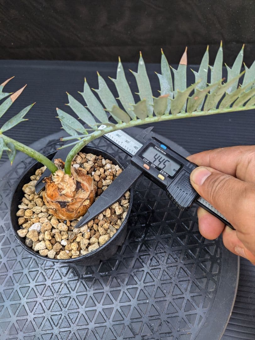 エンセファラルトス ホリダス /約5センチ球