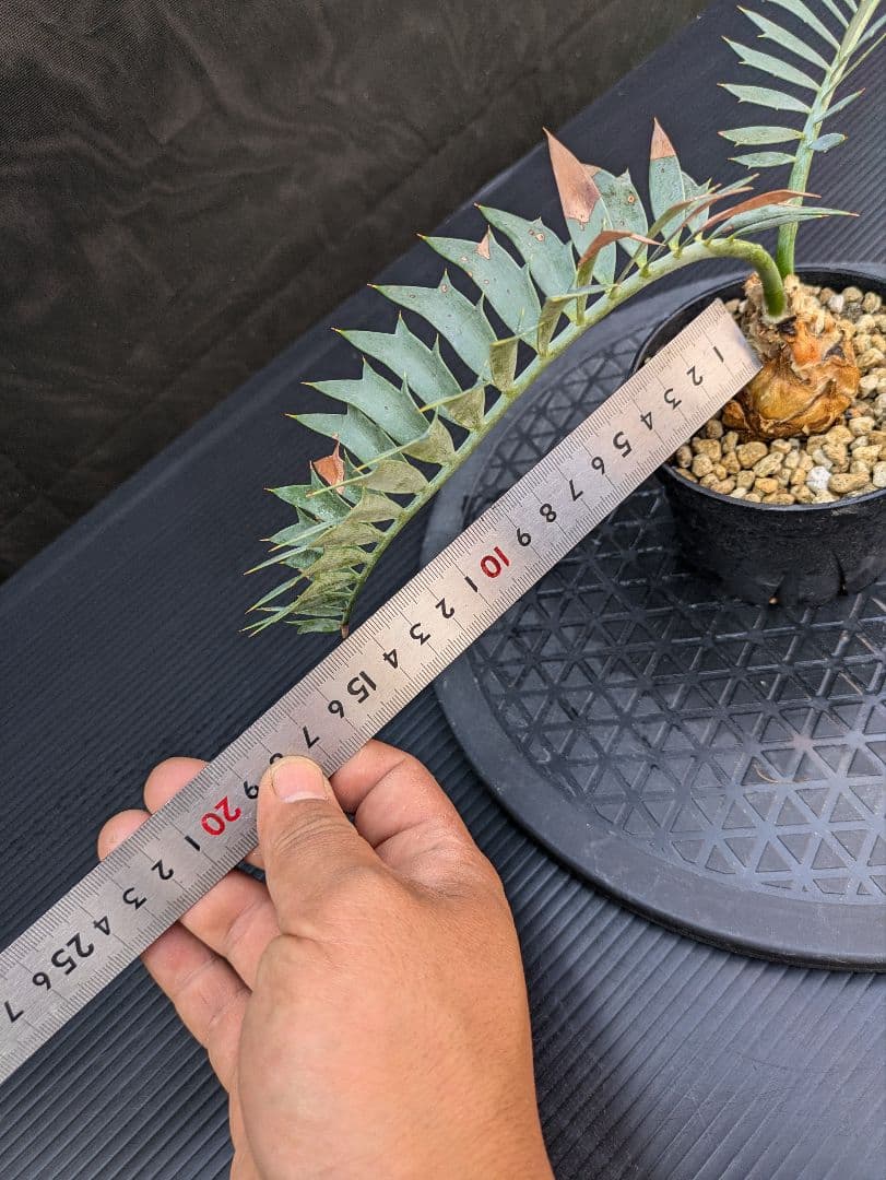 エンセファラルトス ホリダス /約5センチ球