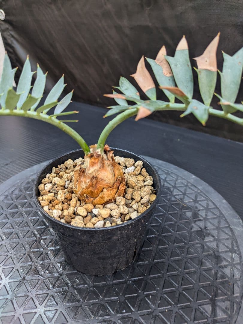 エンセファラルトス ホリダス /約5センチ球