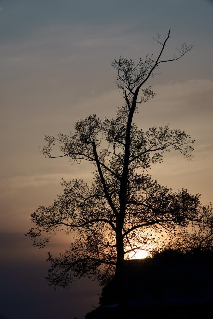 オールド望遠セット！CONTAX Sonnar 135mm＋2倍テレコン