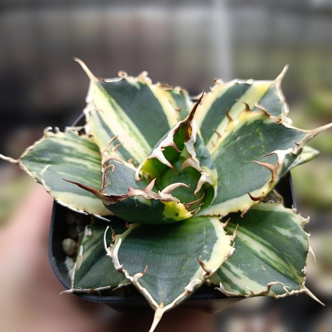 アガベ　チタノタ　白鯨　白鯨錦　縞斑