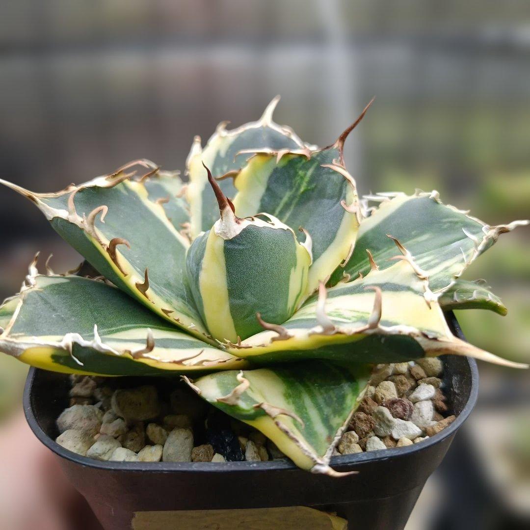 アガベ　チタノタ　白鯨　白鯨錦　縞斑