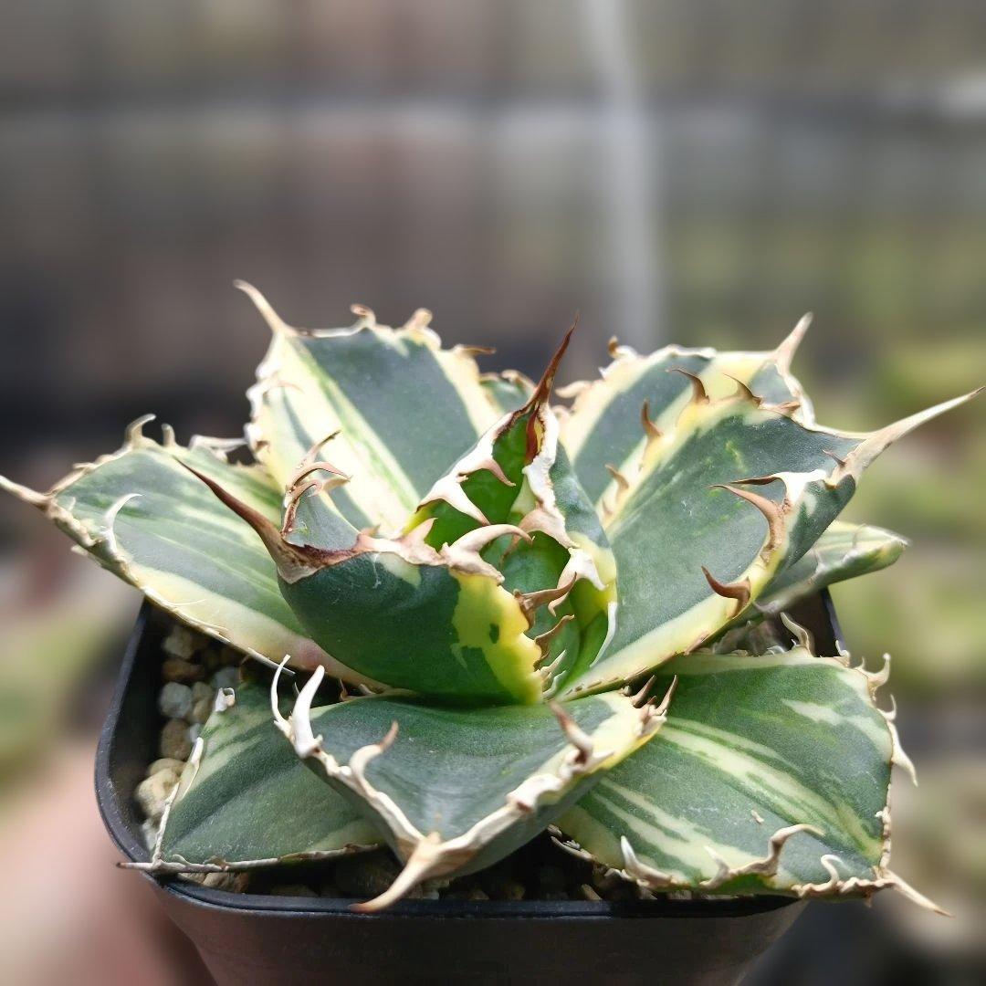 アガベ　チタノタ　白鯨　白鯨錦　縞斑