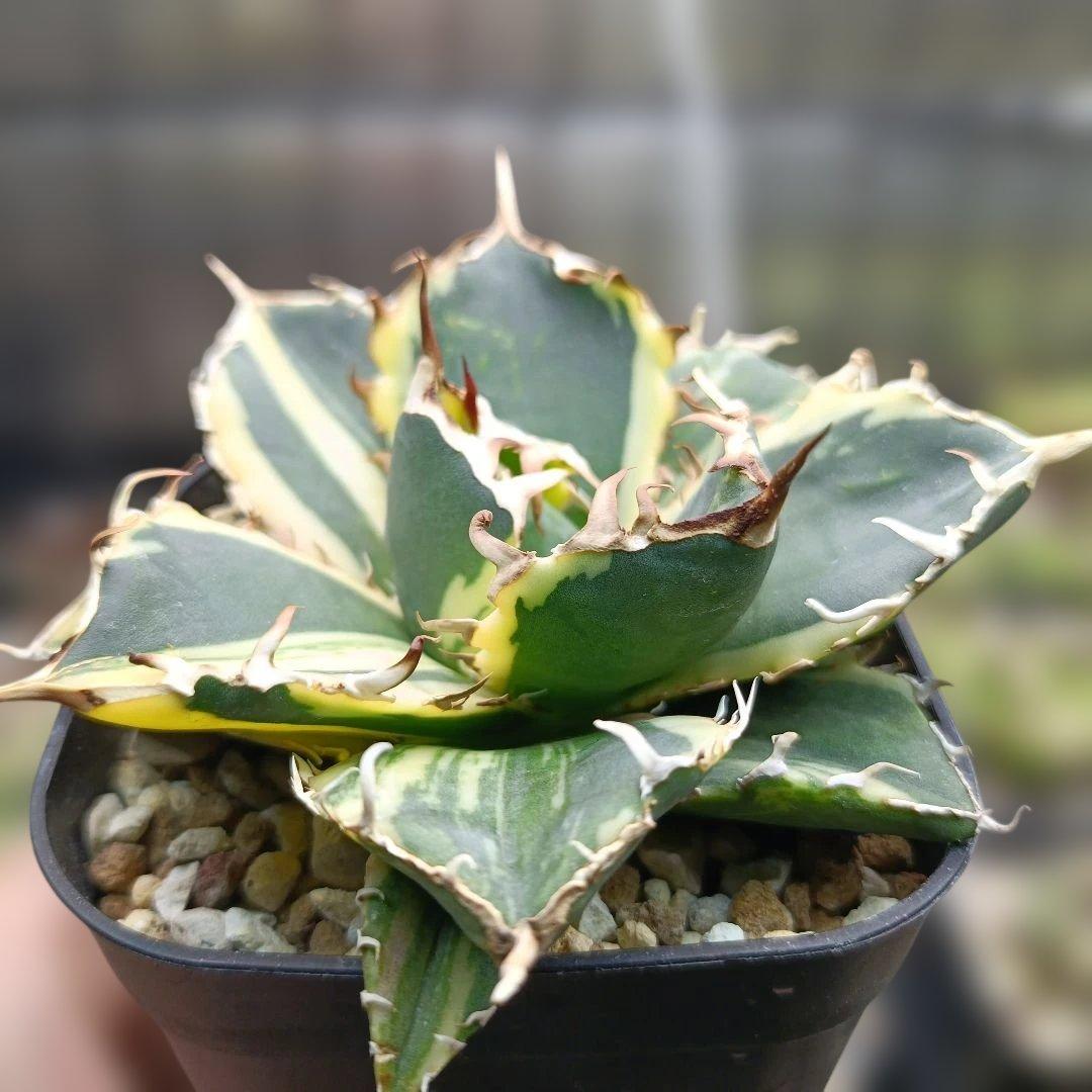 アガベ　チタノタ　白鯨　白鯨錦　縞斑