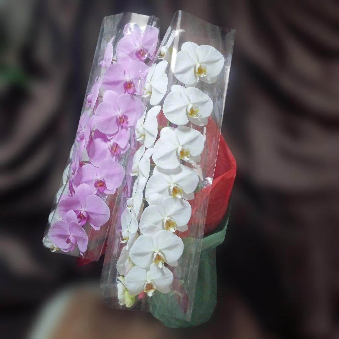 胡蝶蘭　生花　紅白