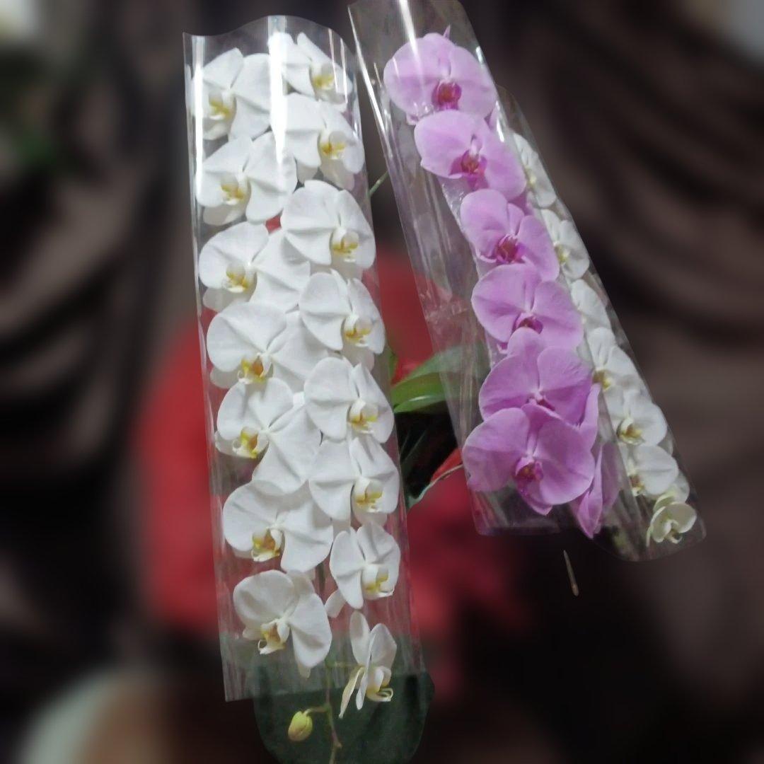 胡蝶蘭　生花　紅白