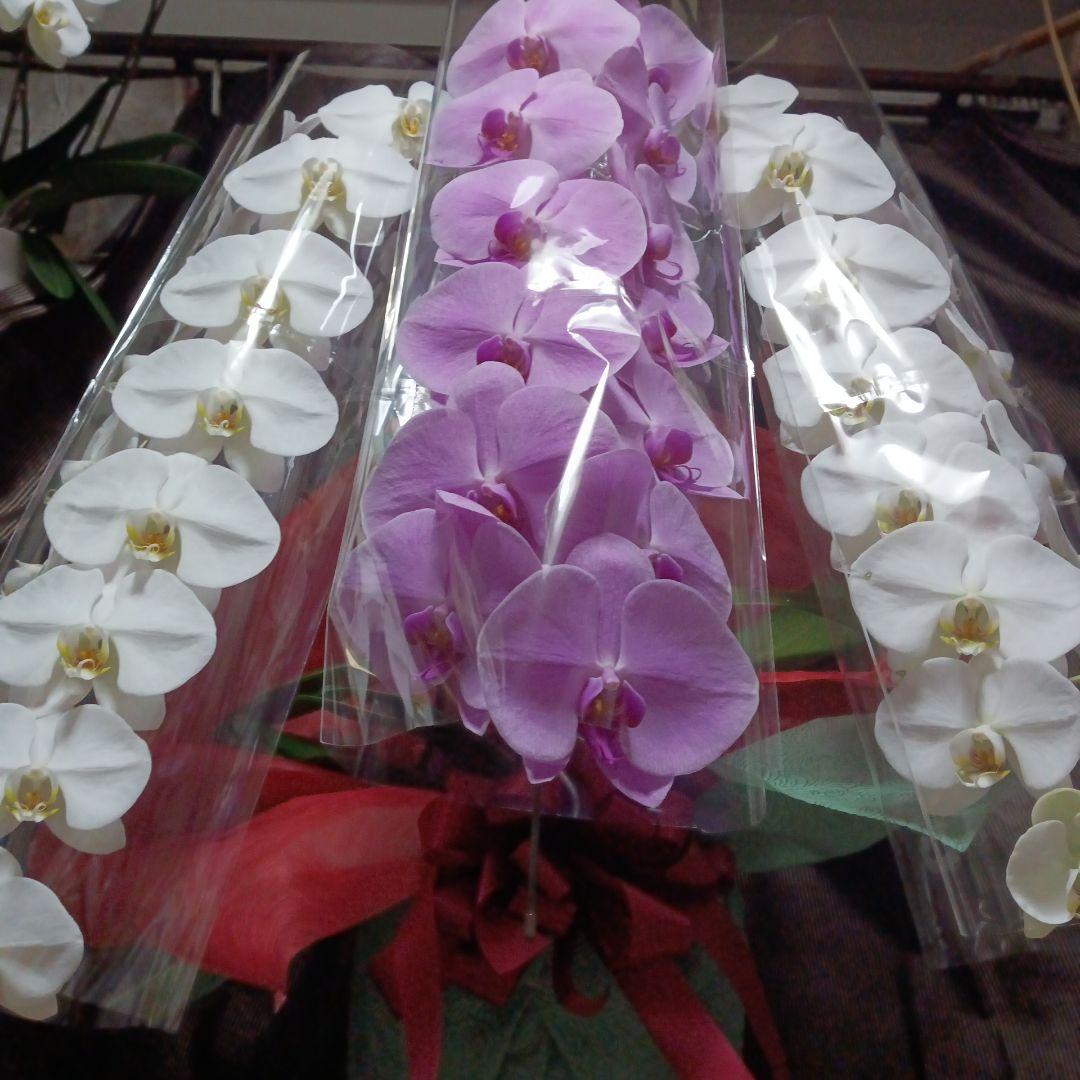 胡蝶蘭　生花　紅白