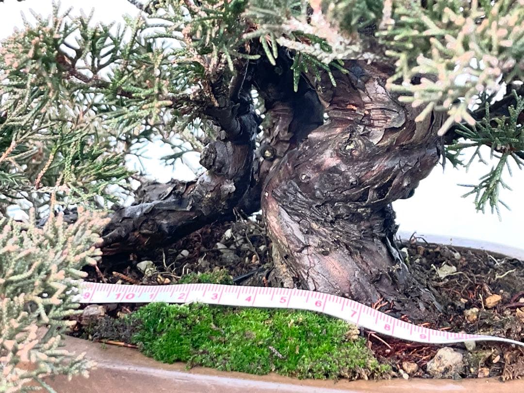 三河盆栽　真柏　盆栽