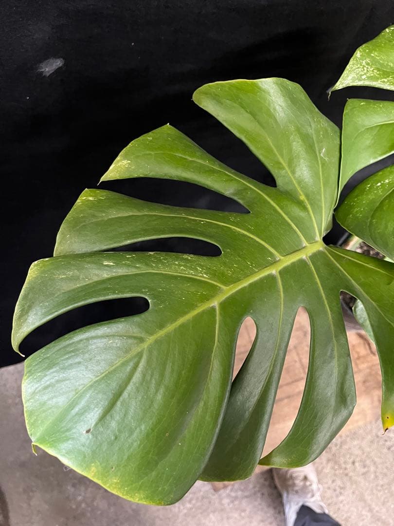 希少　斑入り　モンステラ　デリシオーサ　艶姿　白　ホワイト