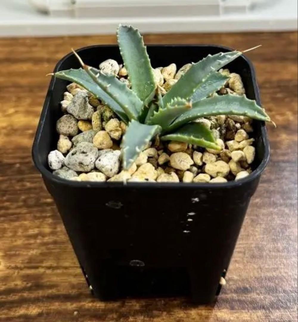 アガベ ユタエンシス　Agave utahensis