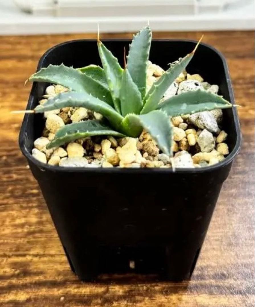 アガベ ユタエンシス　Agave utahensis