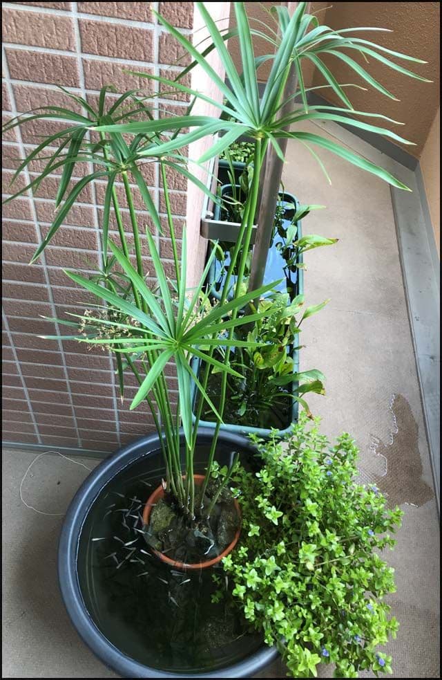 火鉢　青色八角形火鉢 陶器製　特大火鉢　大型火鉢昭和レトロアンテーク睡蓮鉢　水草