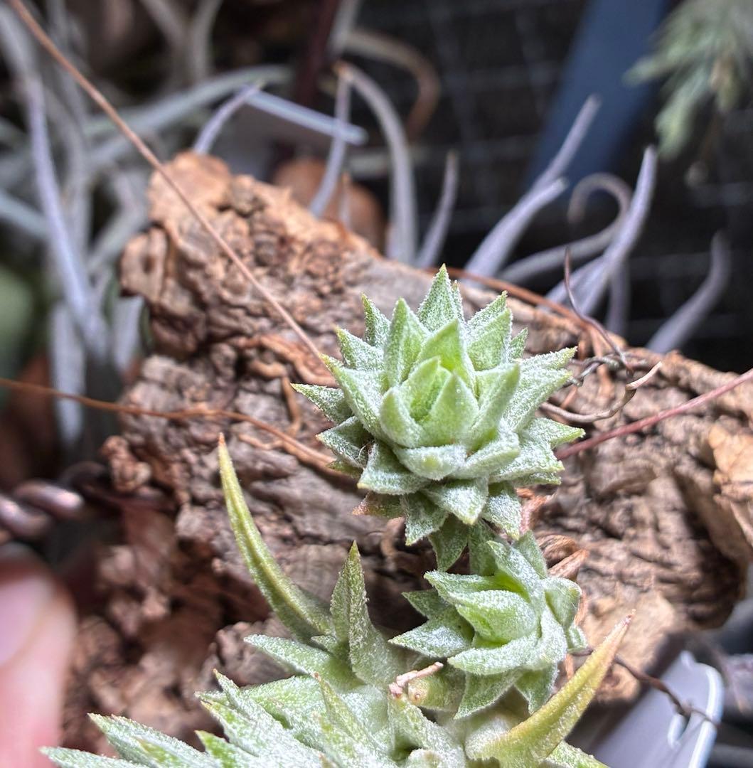 Tsht様同梱専用T. ionantha var. vanhyningii Mi