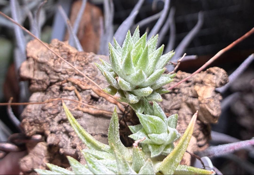 Tsht様同梱専用T. ionantha var. vanhyningii Mi