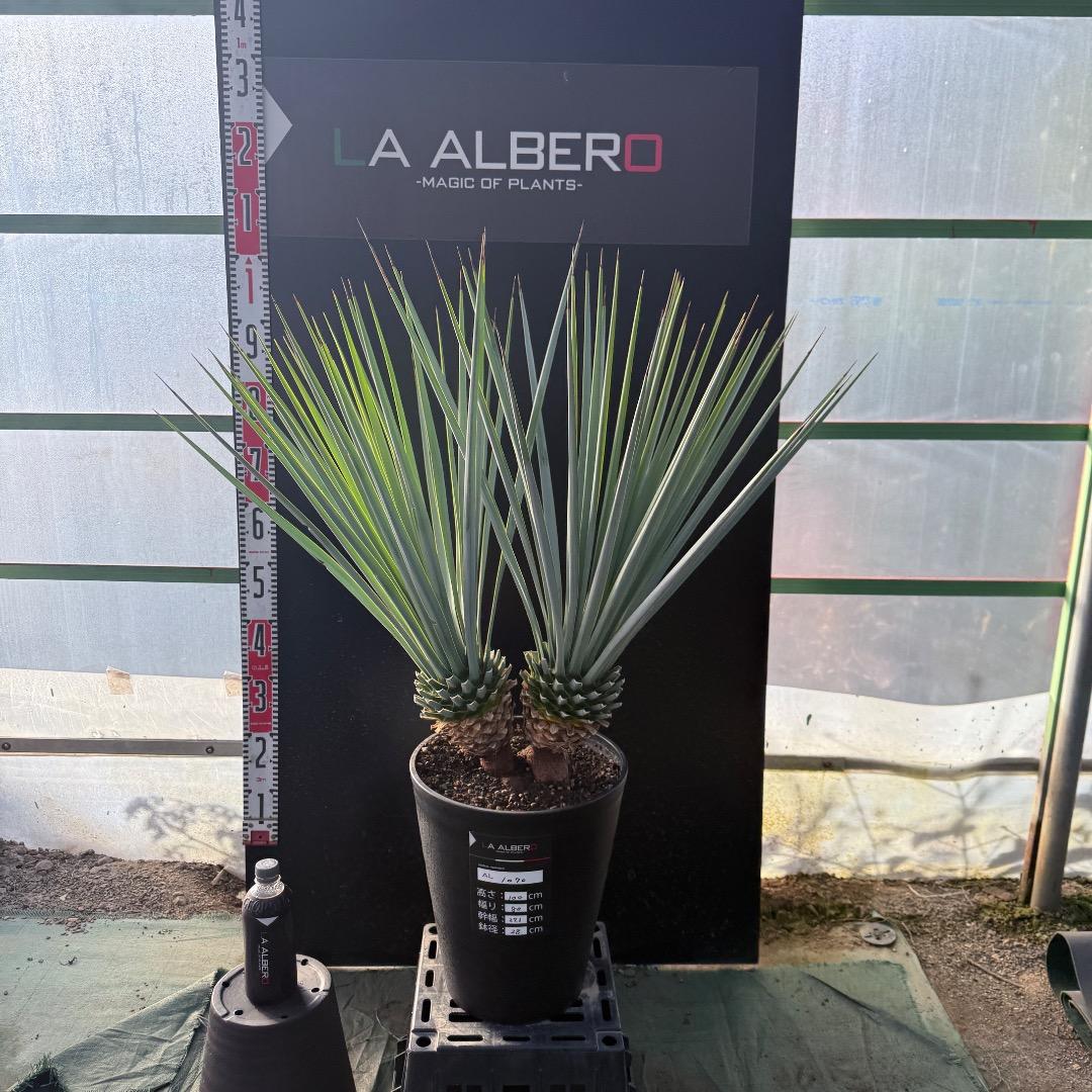 【AL1070】ユッカ　リギダ　バランスの良いダブルヘッド