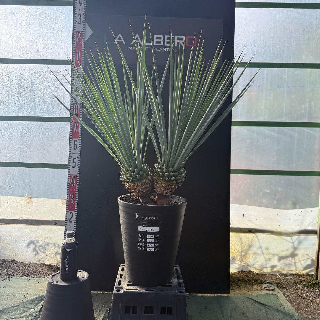 【AL1070】ユッカ　リギダ　バランスの良いダブルヘッド