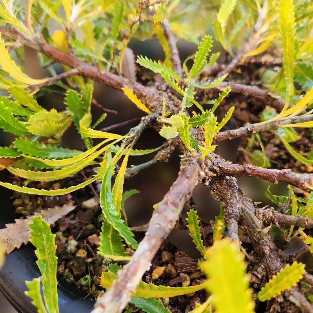 オージープランツ　バンクシア・ピグミーポッサム8号