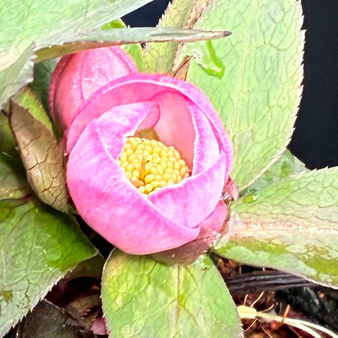 ヒ*イ様 ☘️限定1株☘️未株分け☘️花付き☘️タグ付き3364⭐️プチドール⭐