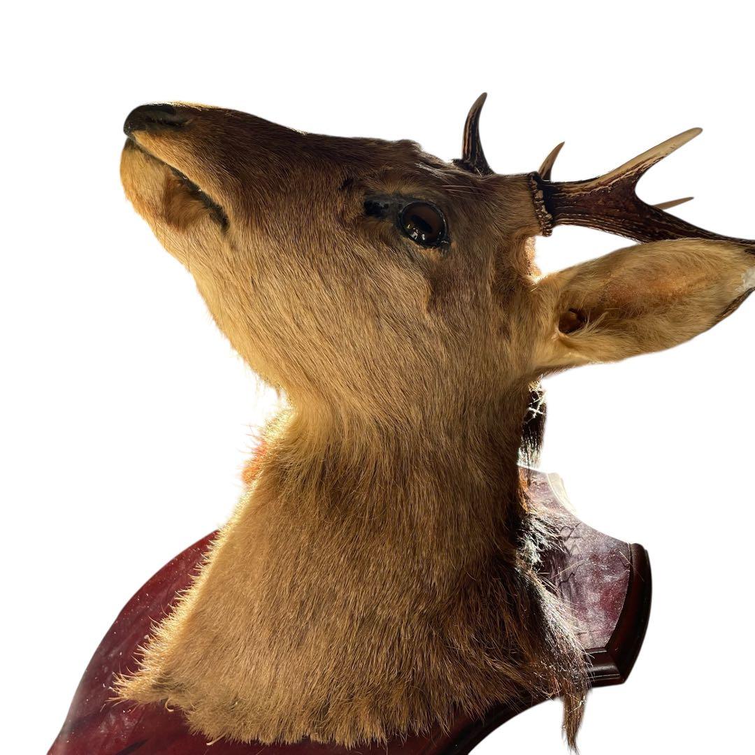 【本物】鹿の剥製　インテリア 壁掛　ハンティングトロフィー　エゾシカ （1）