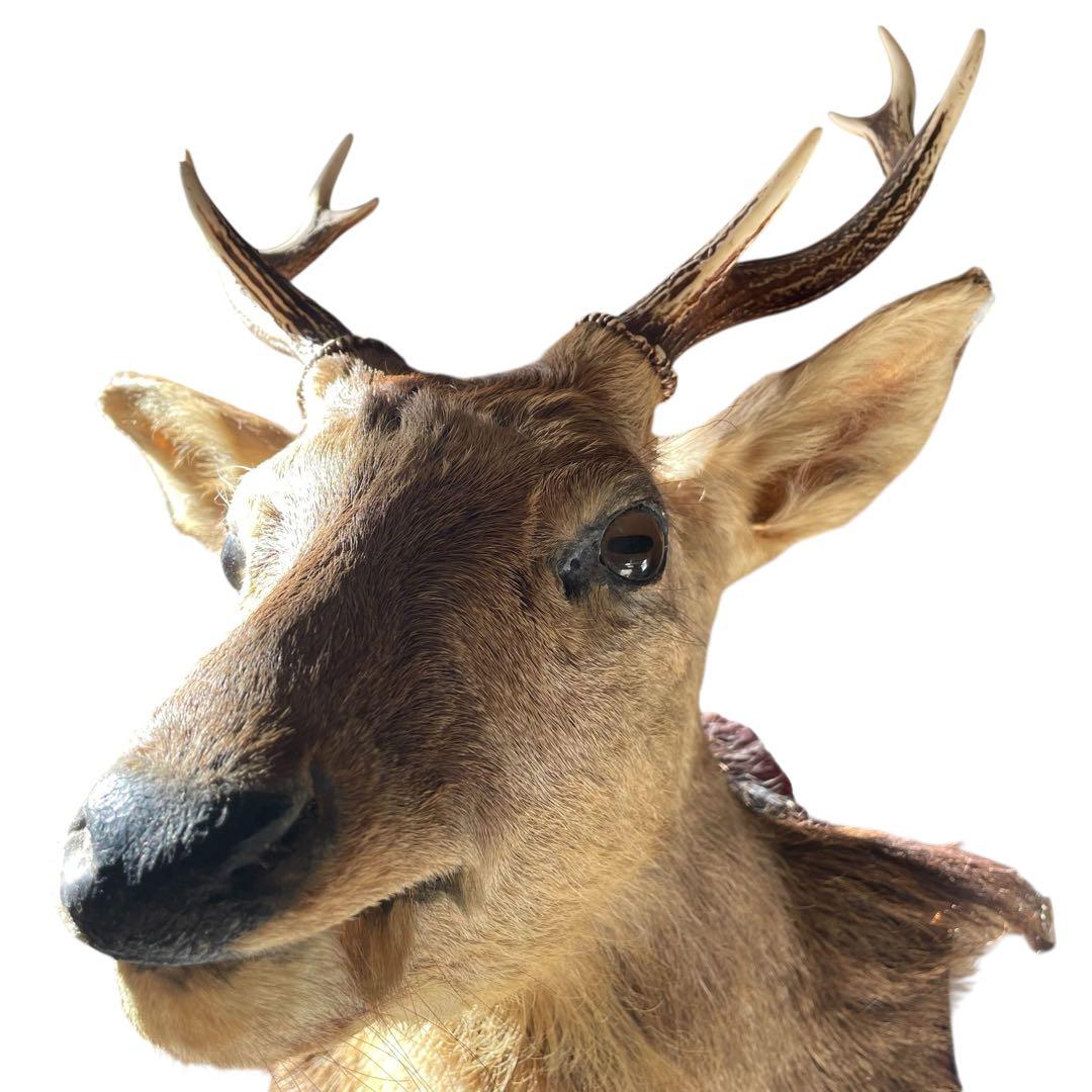【本物】鹿の剥製　インテリア 壁掛　ハンティングトロフィー　エゾシカ （1）