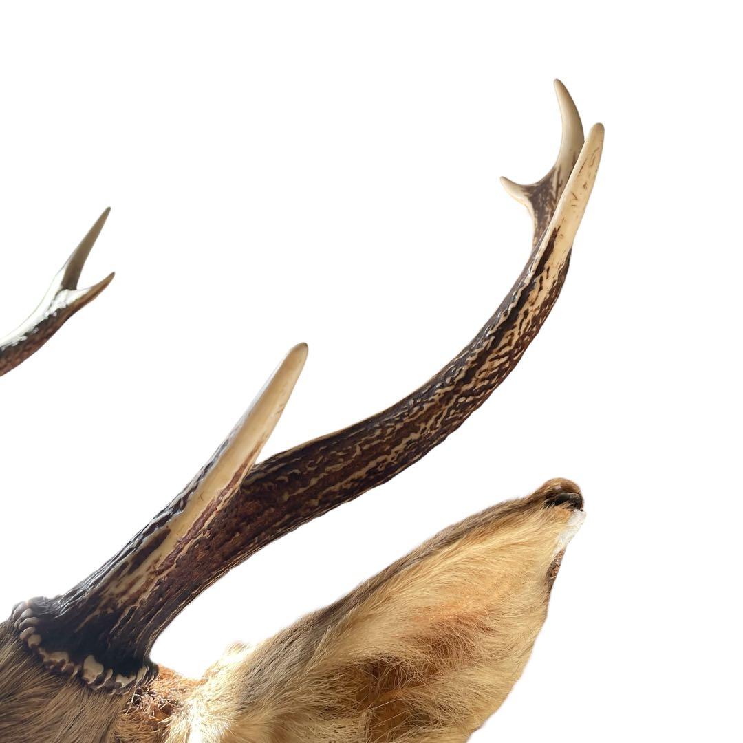 【本物】鹿の剥製　インテリア 壁掛　ハンティングトロフィー　エゾシカ （1）