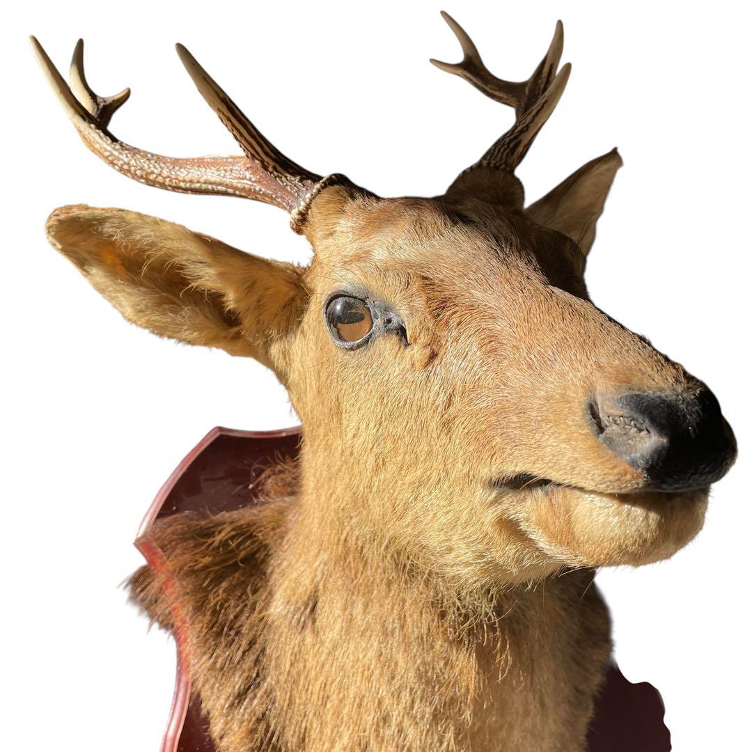 【本物】鹿の剥製　インテリア 壁掛　ハンティングトロフィー　エゾシカ （1）