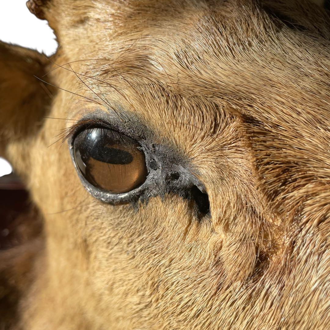 【本物】鹿の剥製　インテリア 壁掛　ハンティングトロフィー　エゾシカ （1）