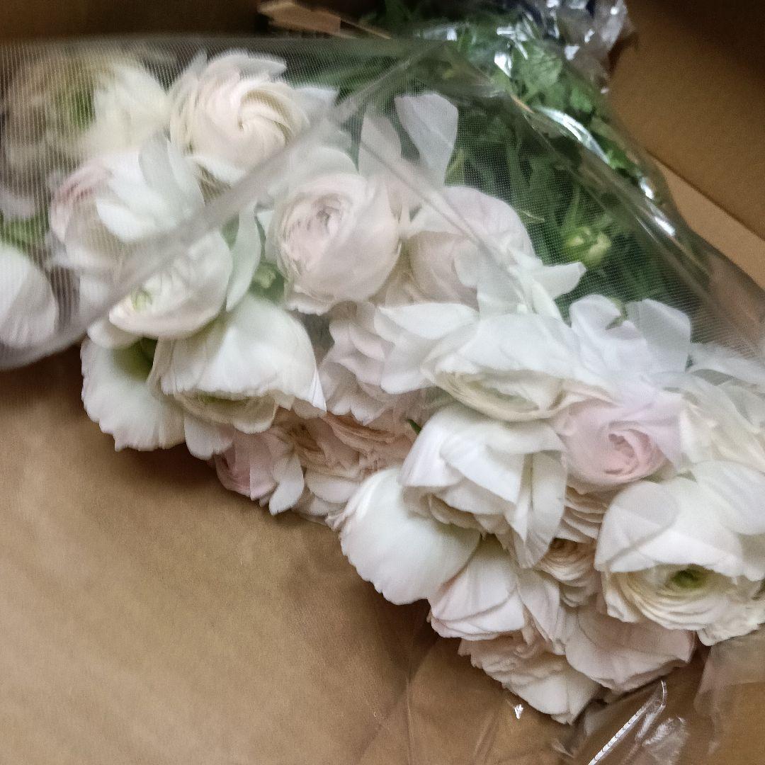 雪てまり・モンタンベール各50本❗️