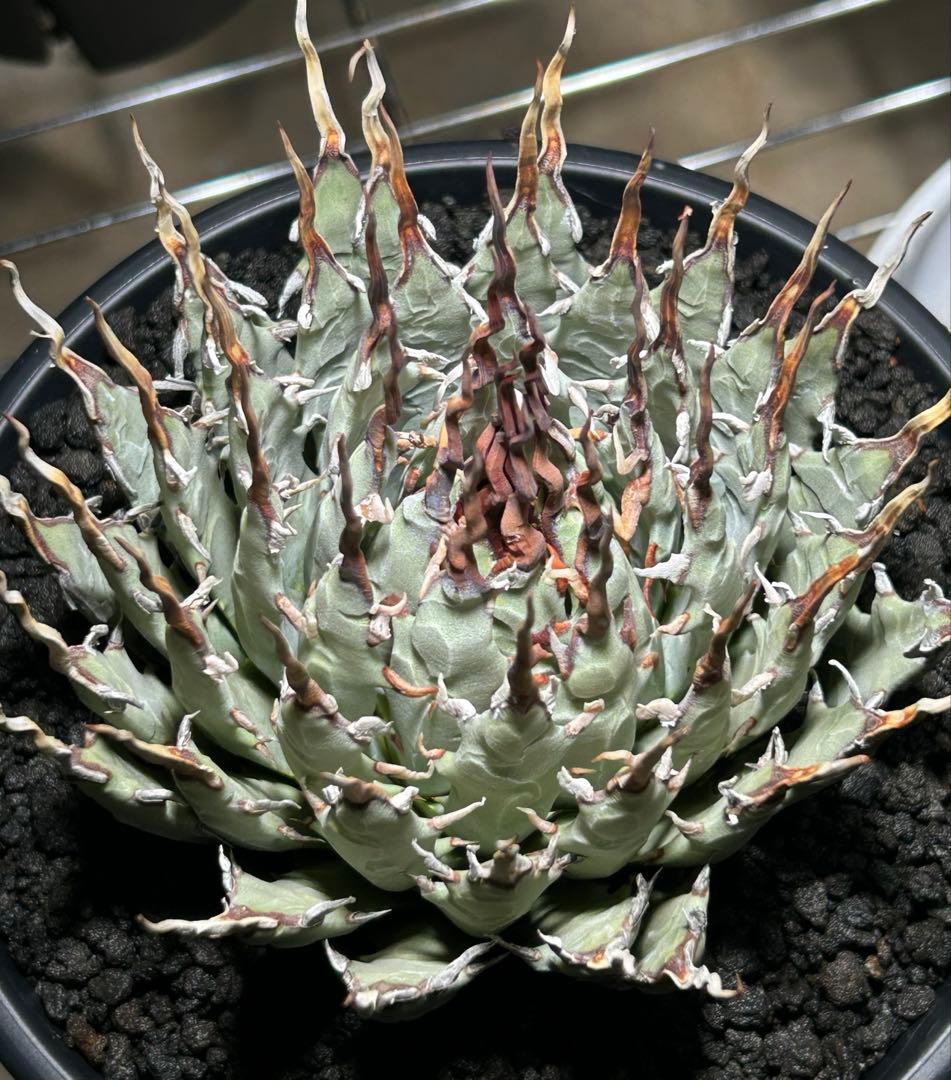 t*g様 Agave utahensis eborispina ユタエンシス 陽