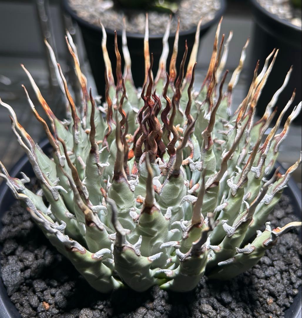 t*g様 Agave utahensis eborispina ユタエンシス 陽