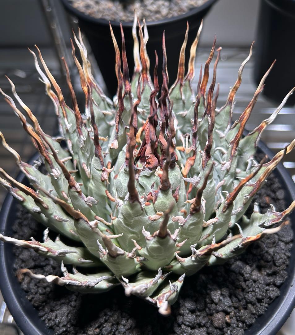 t*g様 Agave utahensis eborispina ユタエンシス 陽