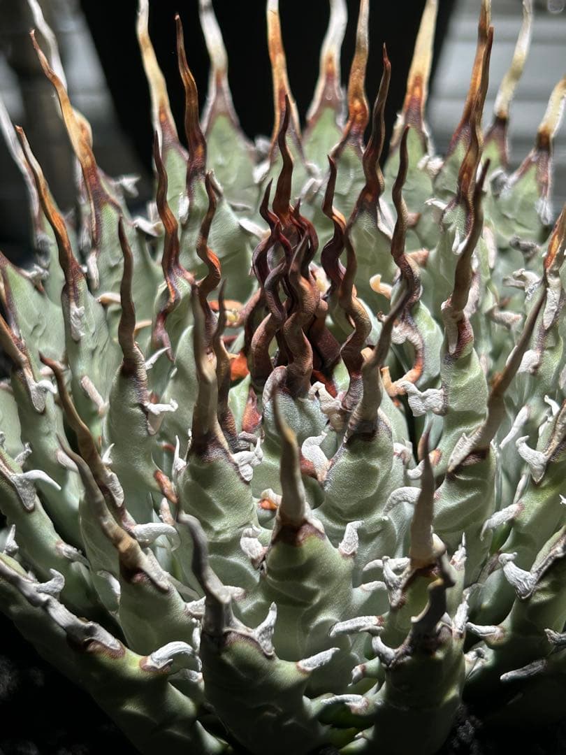 t*g様 Agave utahensis eborispina ユタエンシス 陽