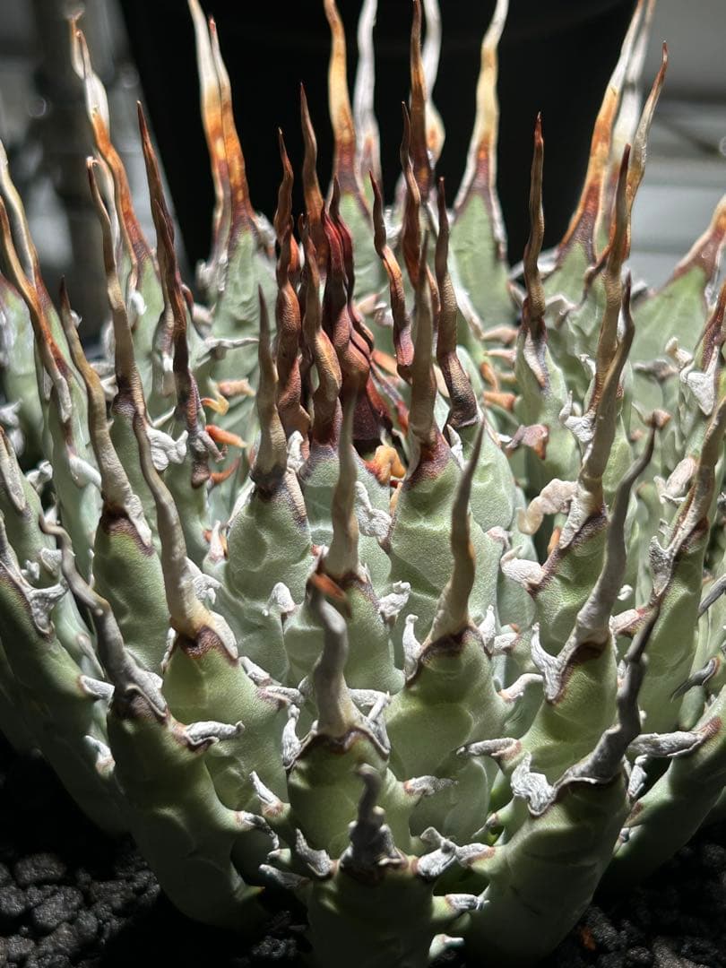 t*g様 Agave utahensis eborispina ユタエンシス 陽
