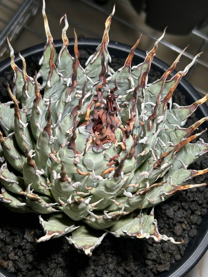 t*g様 Agave utahensis eborispina ユタエンシス 陽