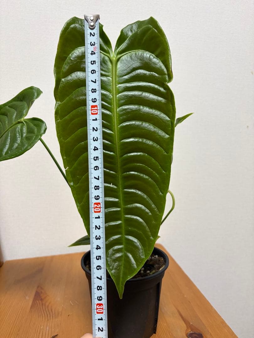 【papa】＊アンスリウム　ベイチー　4号＊2鉢同梱