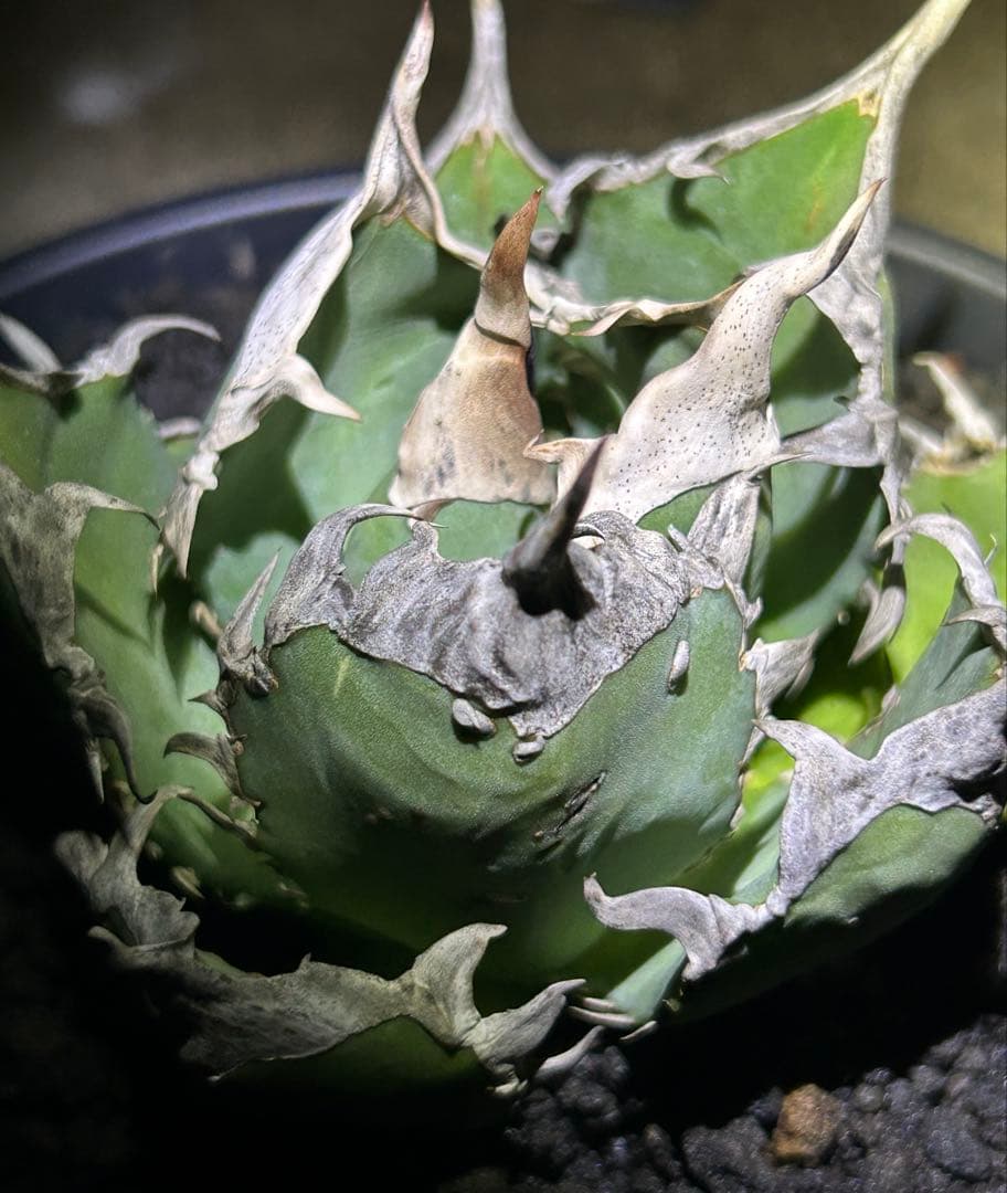 オテロイ現地実生 ぶつぶつ バンド厚いoaxaca oteroi コレクション