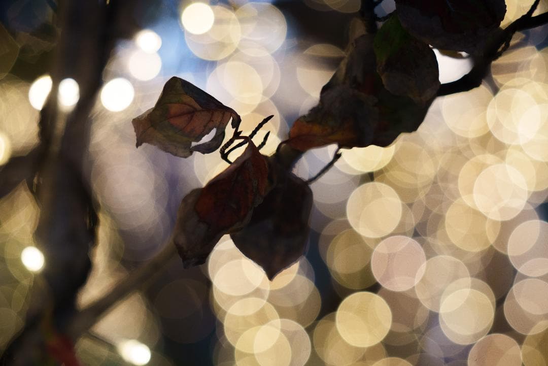 ライカ沼の入口！Leica Hektor 135mm F4.5 オールドレンズ