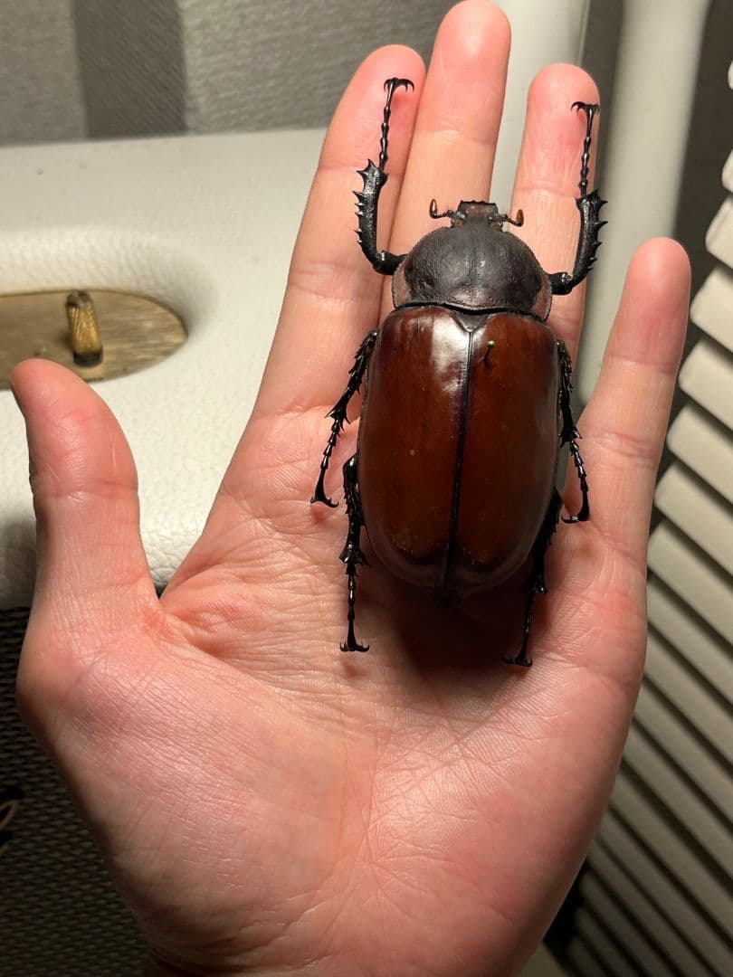 【超特大♀】セラムドウナガテナガコガネ テナガカミキリ昆虫標本 甲虫タランチュラ