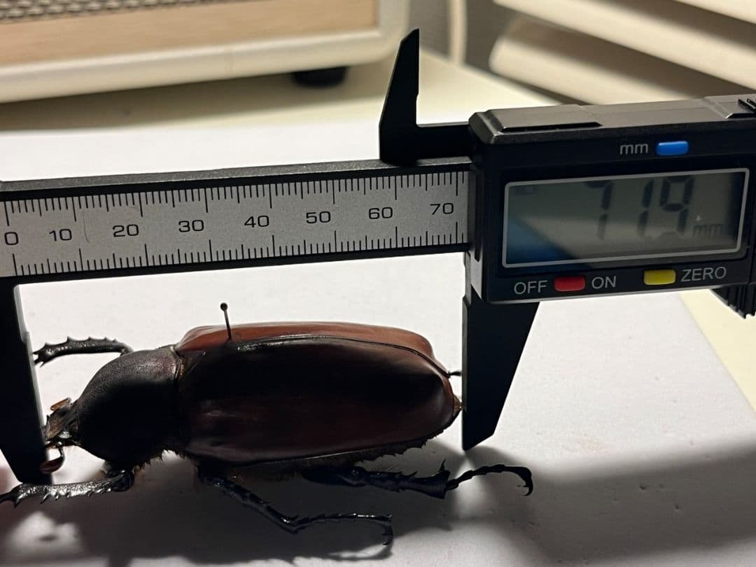 【超特大♀】セラムドウナガテナガコガネ テナガカミキリ昆虫標本 甲虫タランチュラ