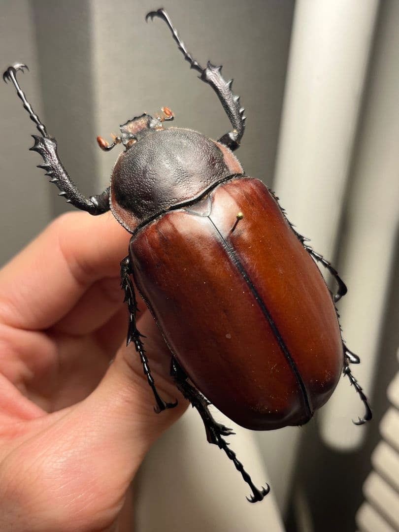 【超特大♀】セラムドウナガテナガコガネ テナガカミキリ昆虫標本 甲虫タランチュラ