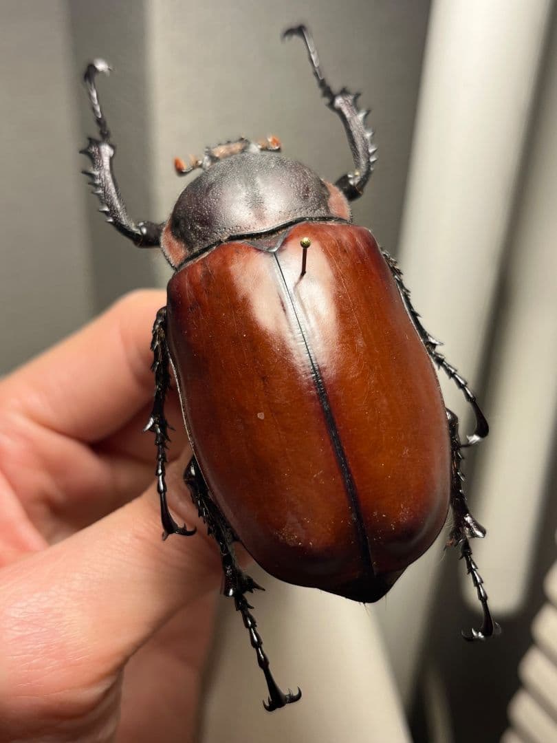 【超特大♀】セラムドウナガテナガコガネ テナガカミキリ昆虫標本 甲虫タランチュラ