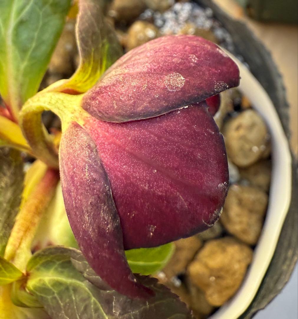 ★極上！希少！美しい丸弁、可愛いミスティークss深い紅★クリスマスローズ開花株