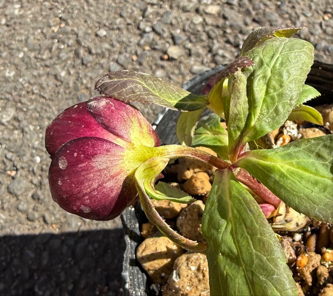 ★極上！希少！美しい丸弁、可愛いミスティークss深い紅★クリスマスローズ開花株