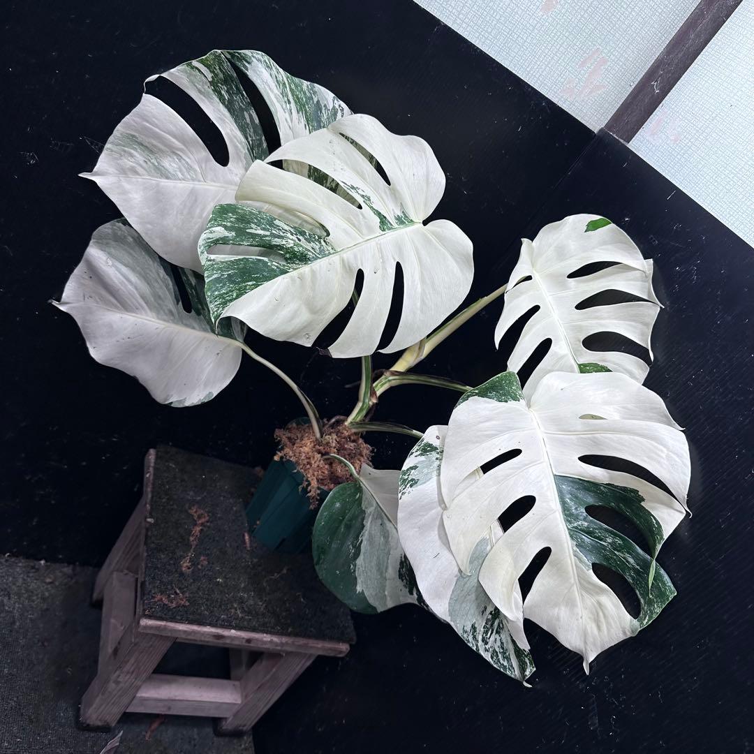 L*）様 斑入りモンステラ ホワイトタイガー極美大株66cm白斑多