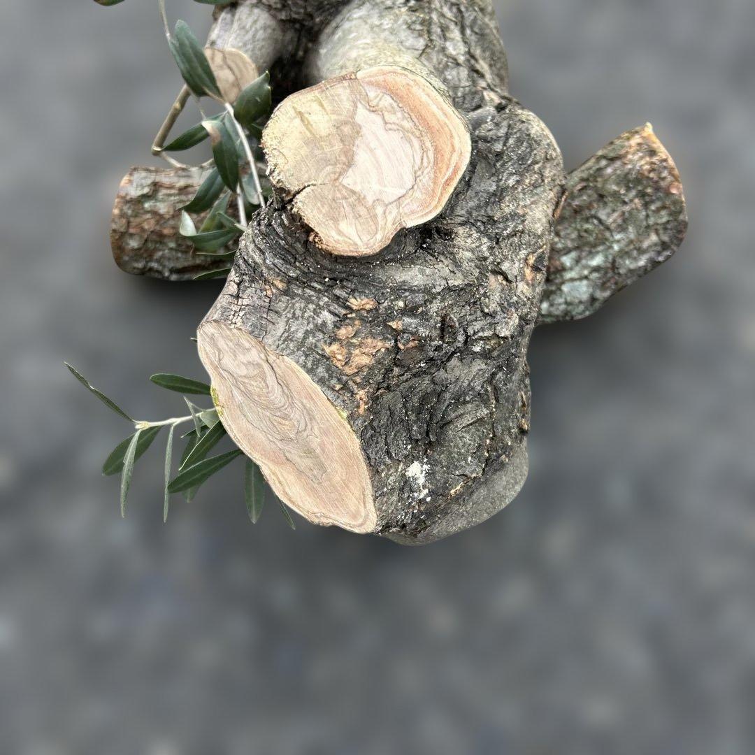 オリーブ　挿し木　太枝挿し木　盆栽