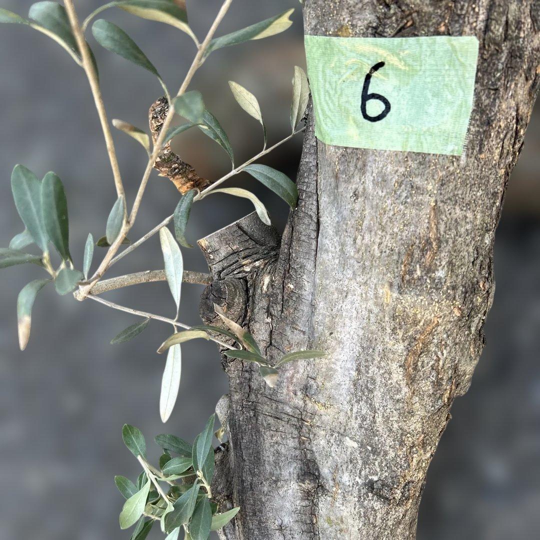 オリーブ　挿し木　太枝挿し木　盆栽