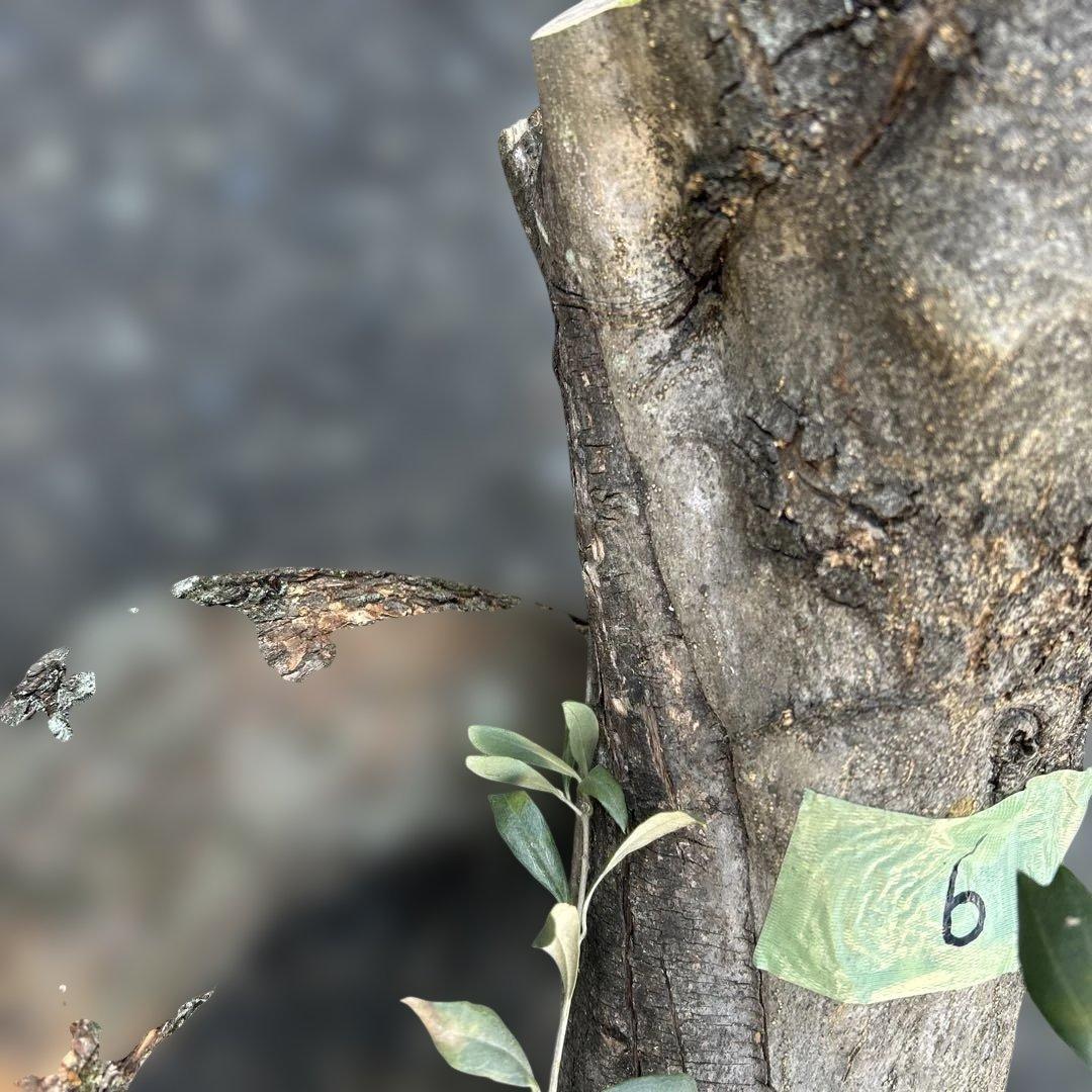 オリーブ　挿し木　太枝挿し木　盆栽